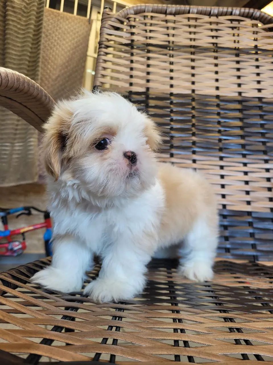 Shihtzu  - Foto 2