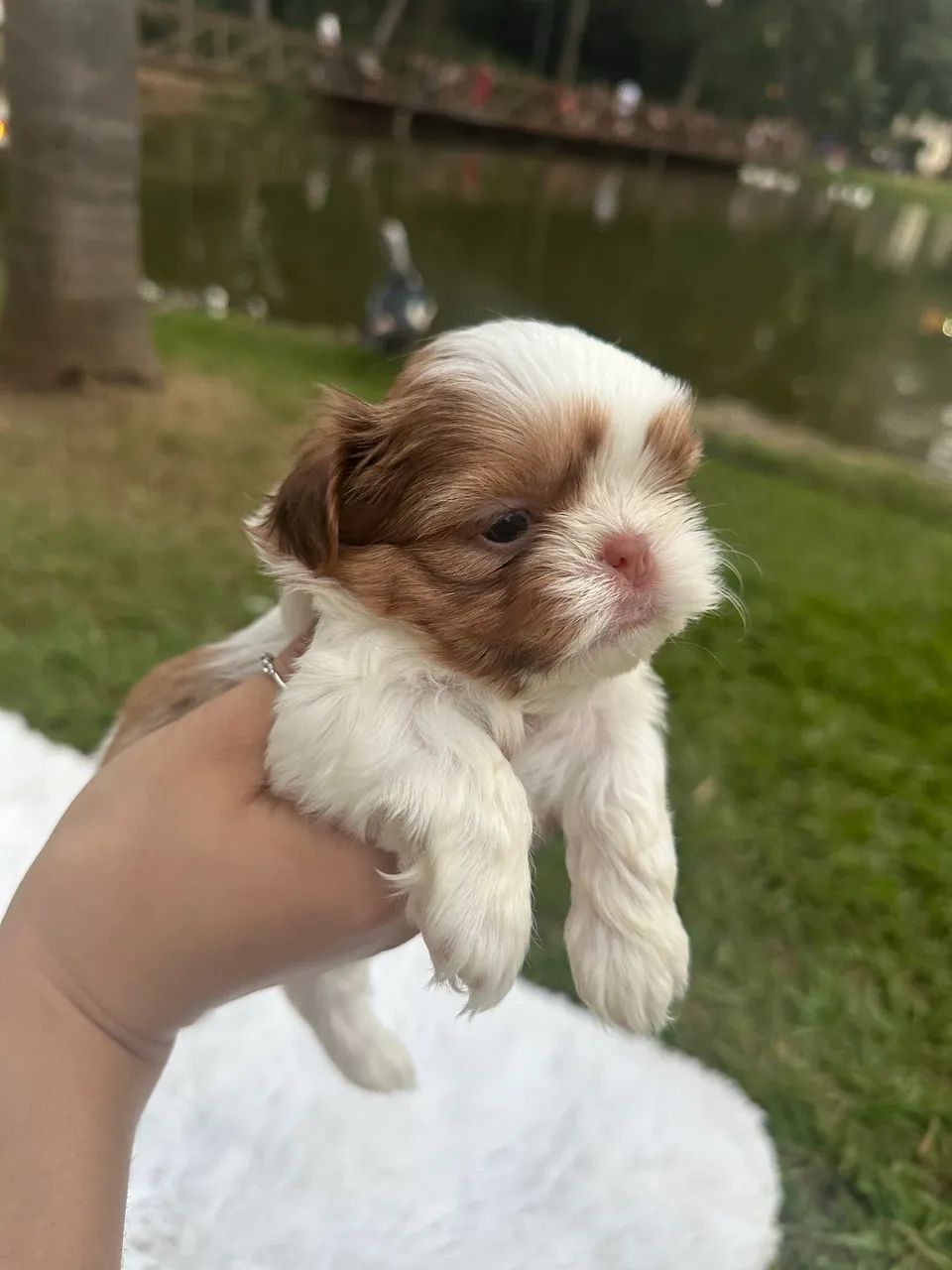 Shih tzu mini figo  - Foto 4