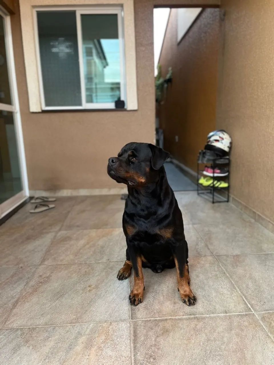 Rottweiler  - Foto 5