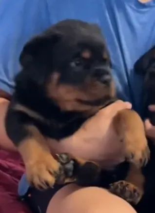 ROTTWEILER À PRONTA ENTREGA - Foto 3