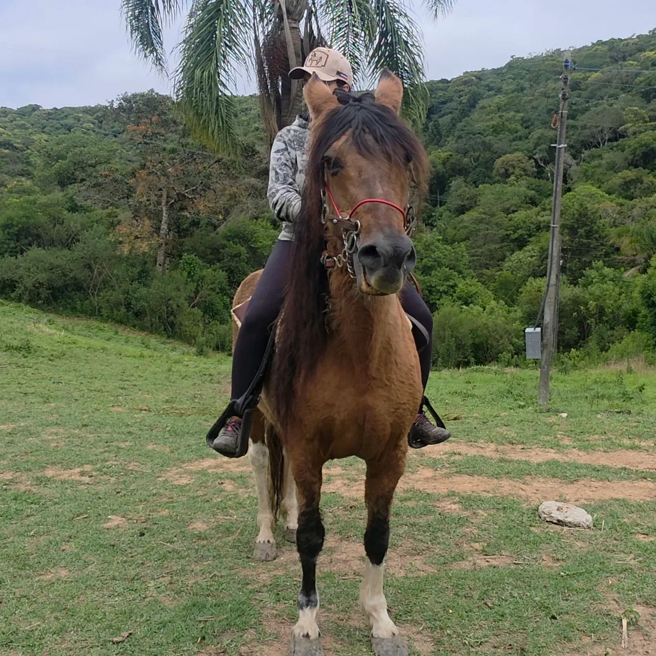 Égua Campolina 