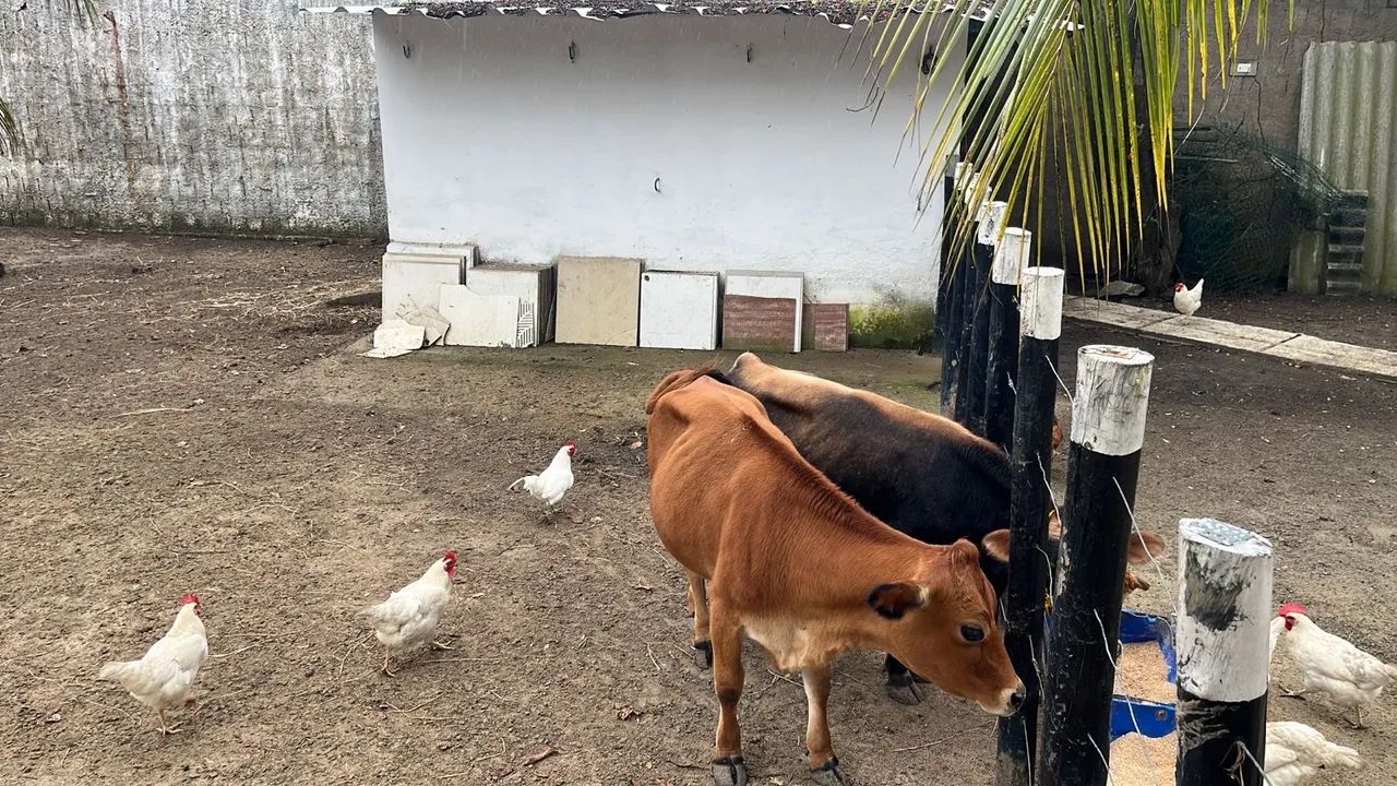 Mini Vaca - Foto 4