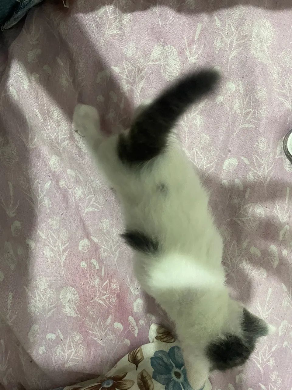 adoção de filhote de gato - Foto 5