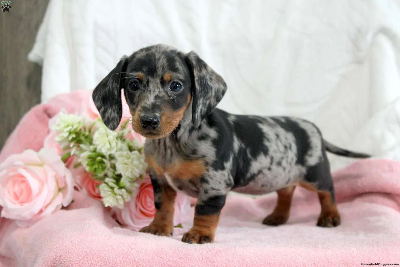 Dachshund | Prontos para ir 