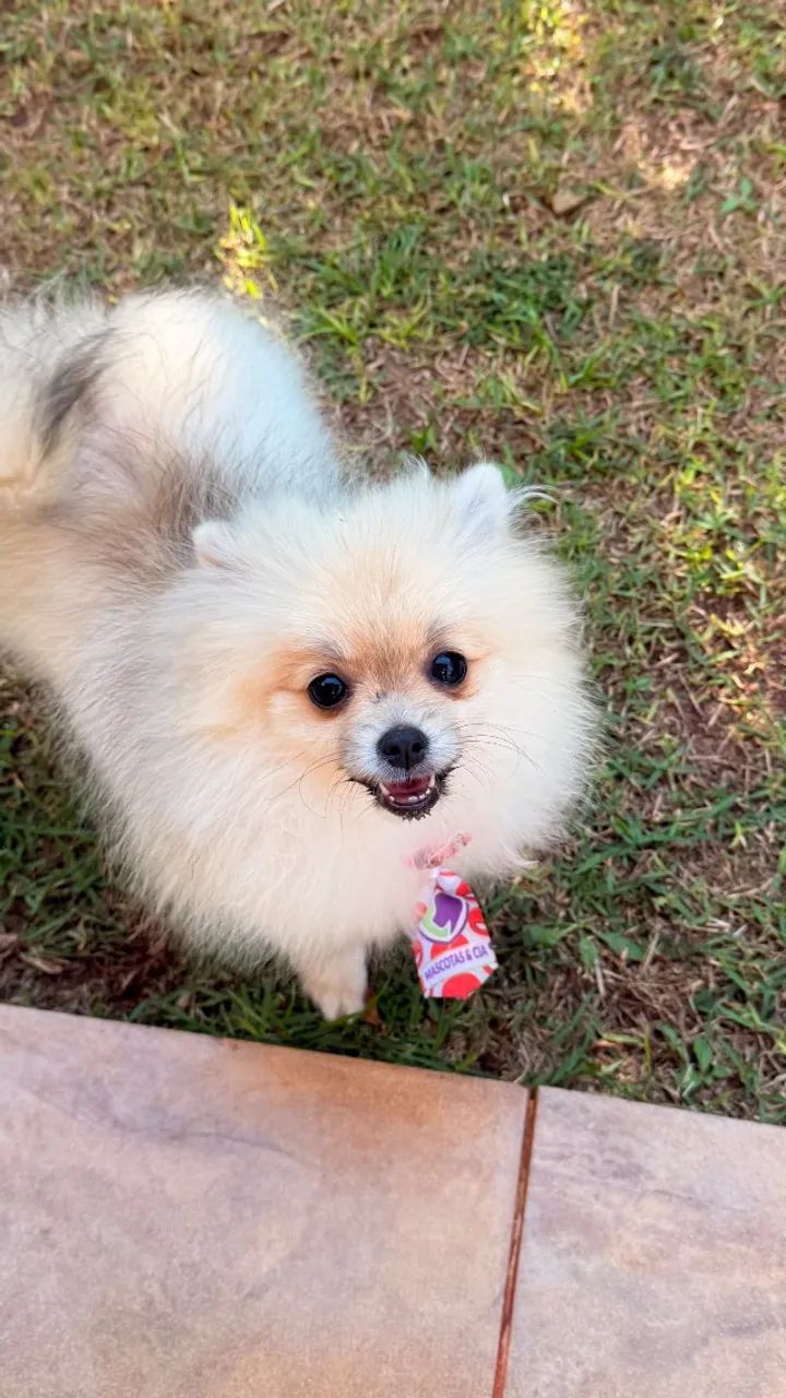 Spitz alemão anão macho - Foto 3