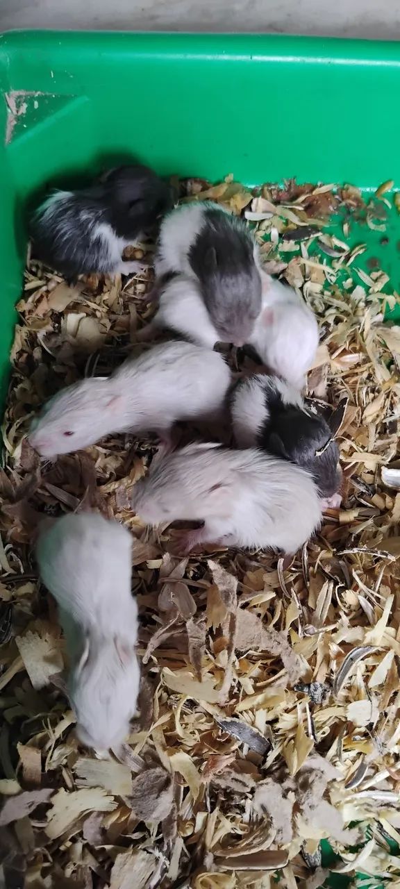 Hamster Sírio  - Foto 2