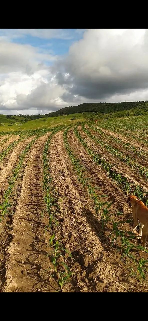 Fazenda em Campo do Brito - Foto 4