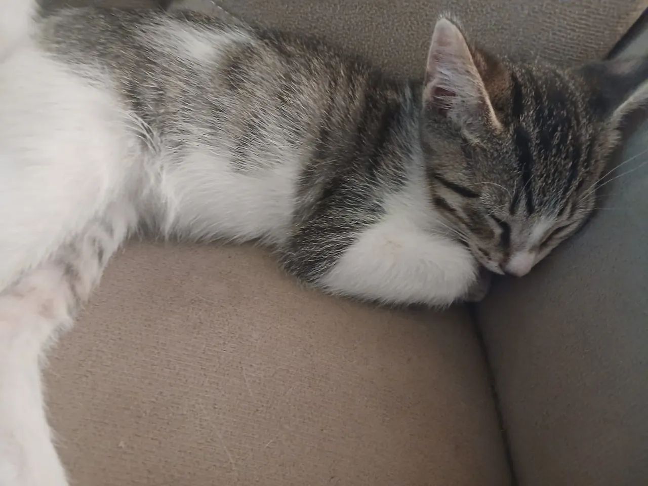 gatos para adoção  - Foto 3