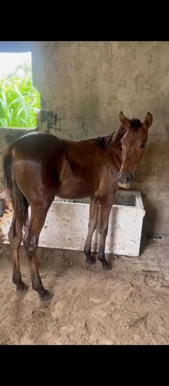 Vende-se ou troca porda bem mestiça de manga larga apenas 8 mês 