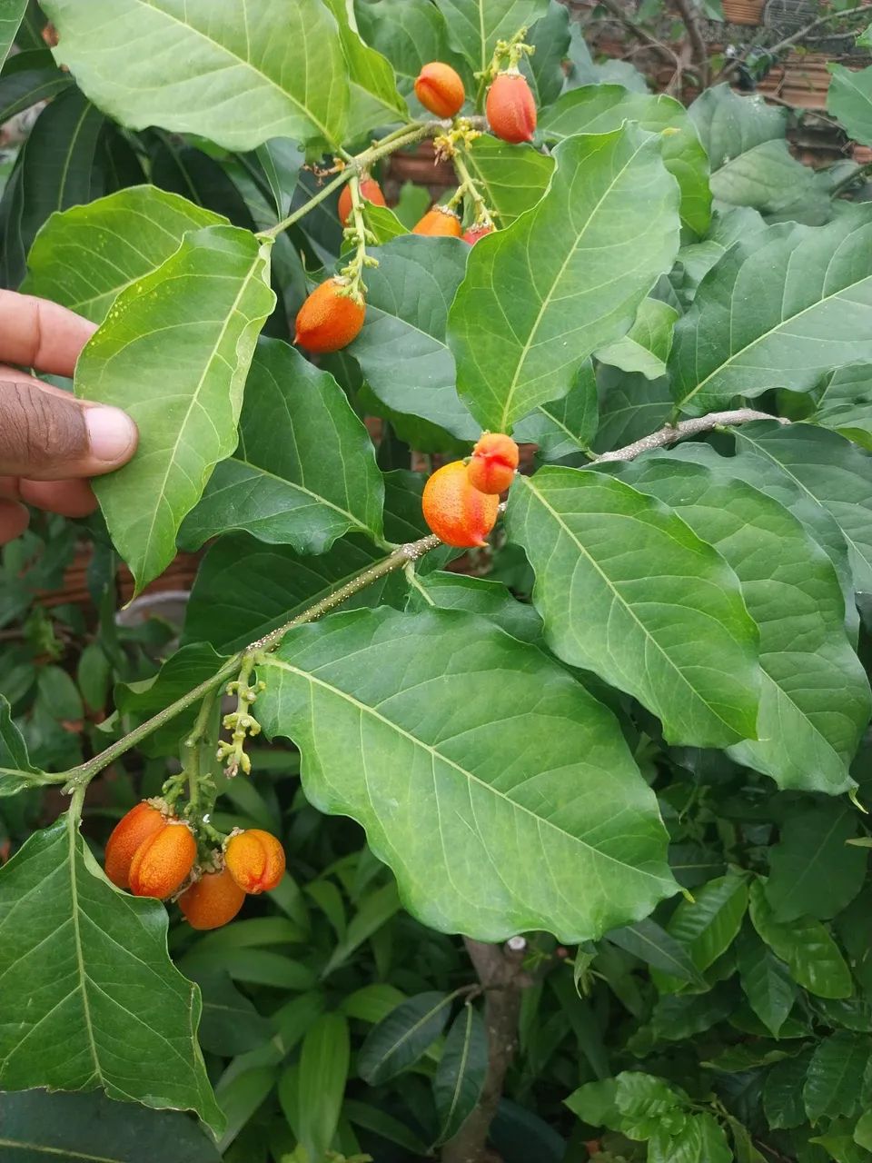 Frutíferas enxertadas  - Foto 5