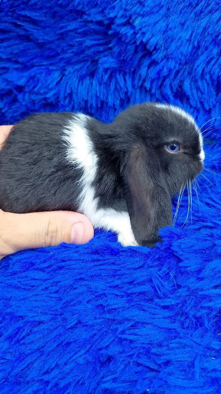Mini coelho Lop Uruguai bicolor olhos azuis 