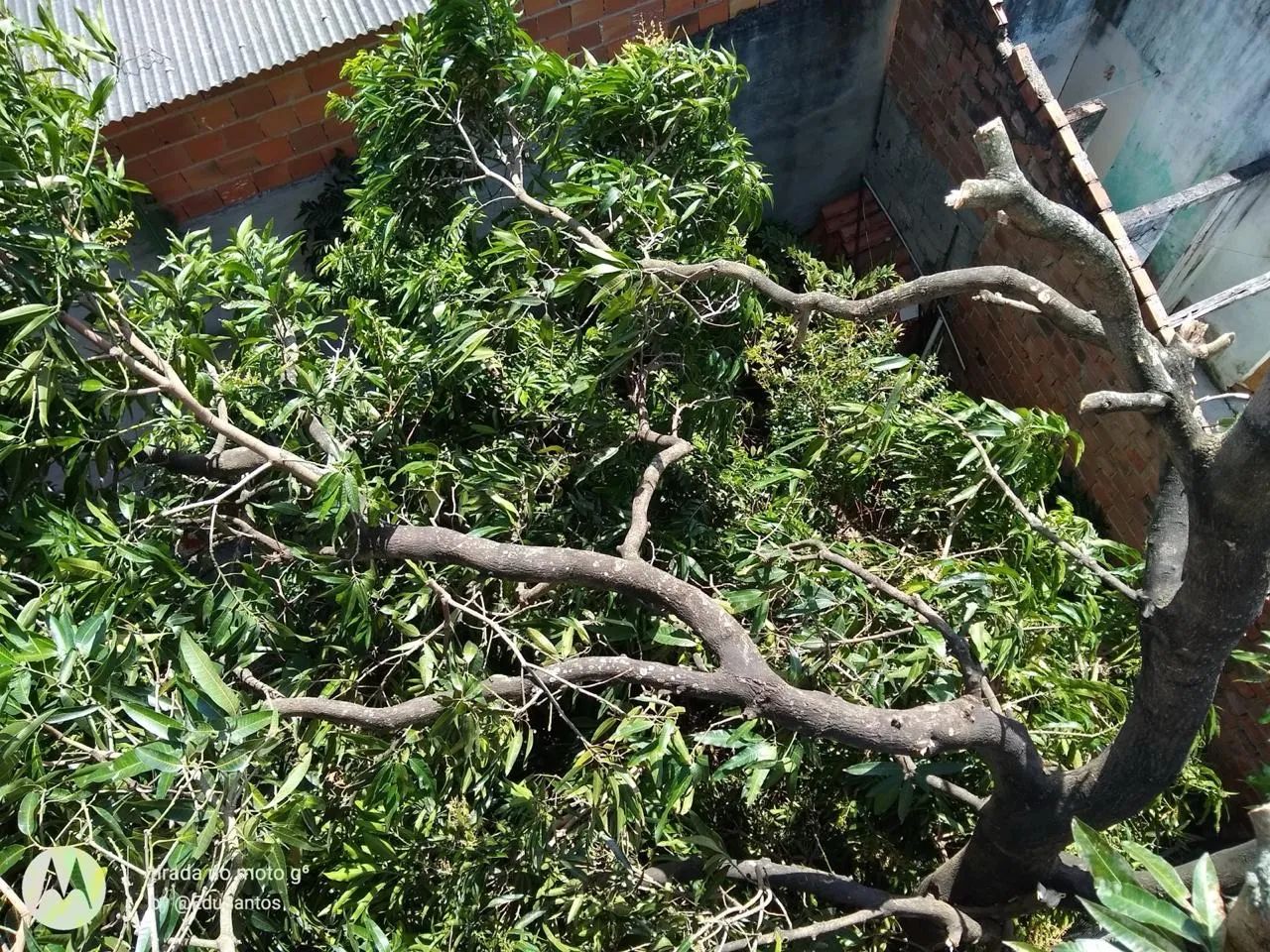 PODA DE ÁRVORES PROFISSIONAL - Foto 3
