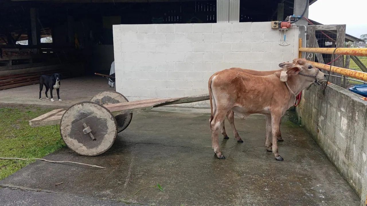 Parelha de terneiro. - Foto 2