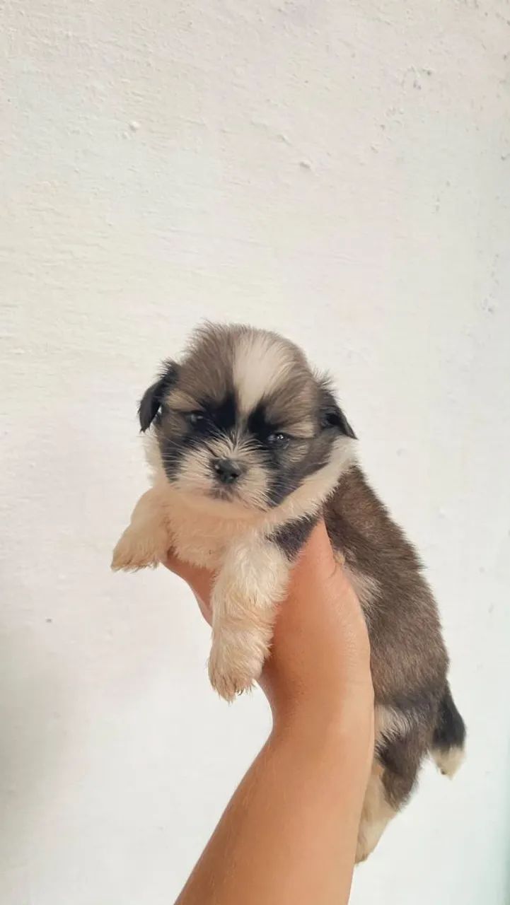 Shitzu macho  - Foto 3