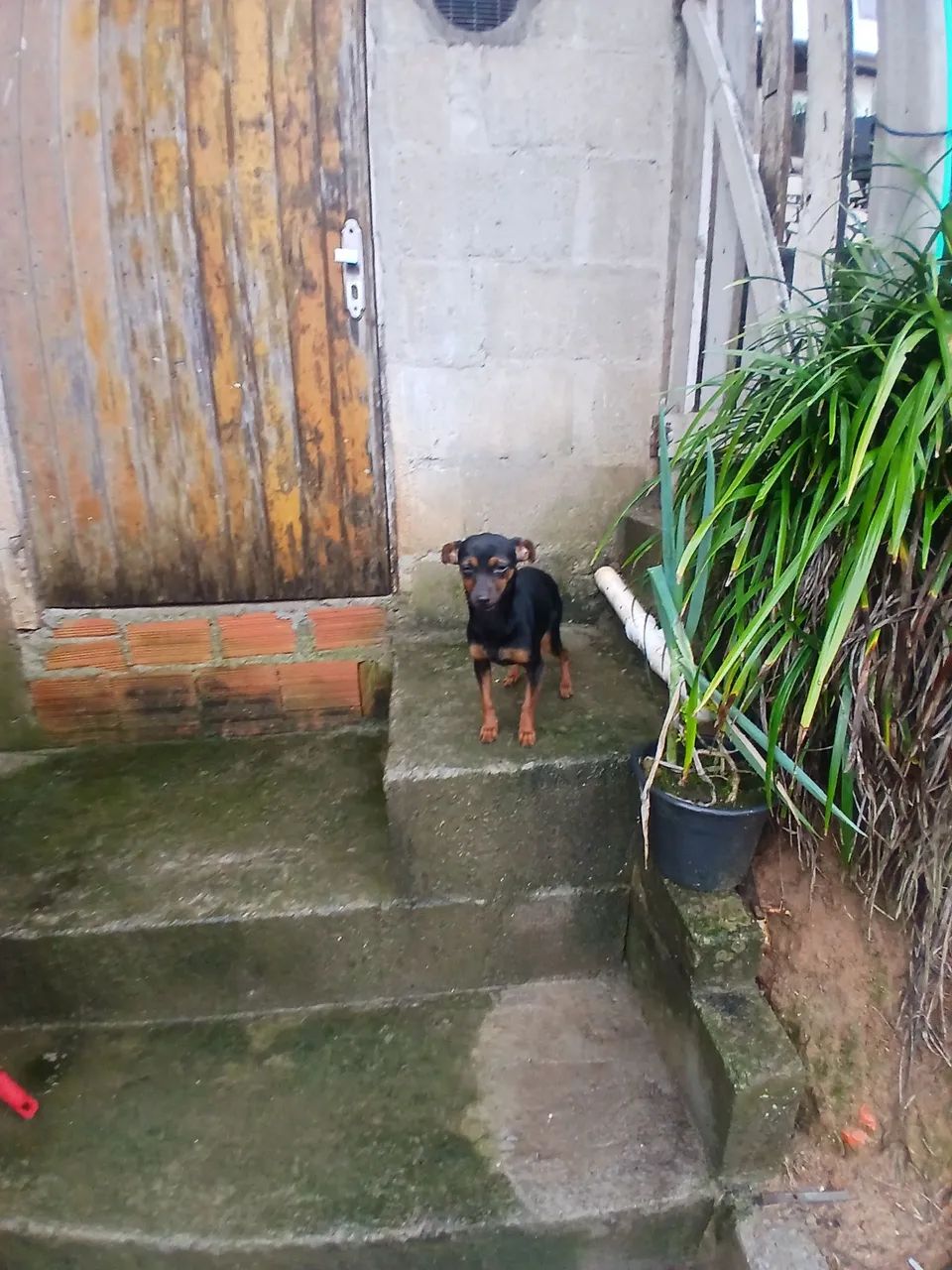 Vendo pinscher - Foto 3