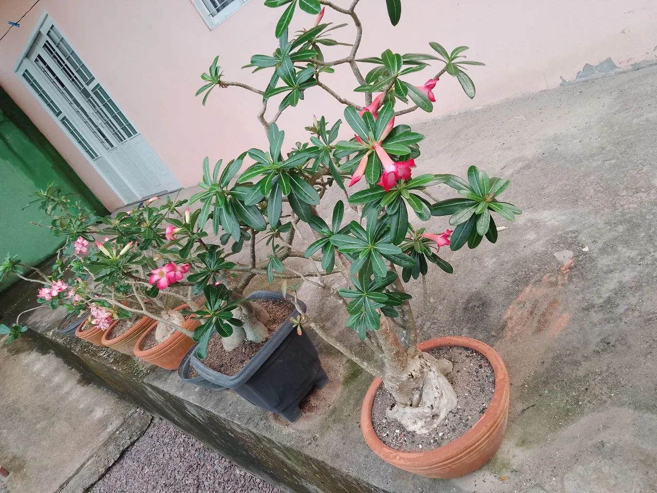 Rosas do Deserto 