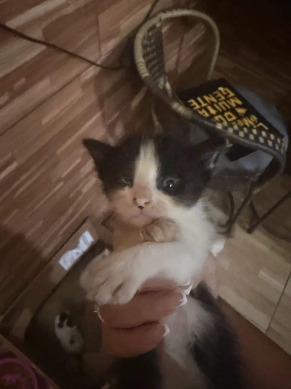 Gatos para adoção  - Foto 4