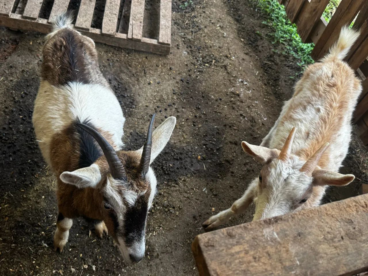 Cabras leiteiras  - Foto 2