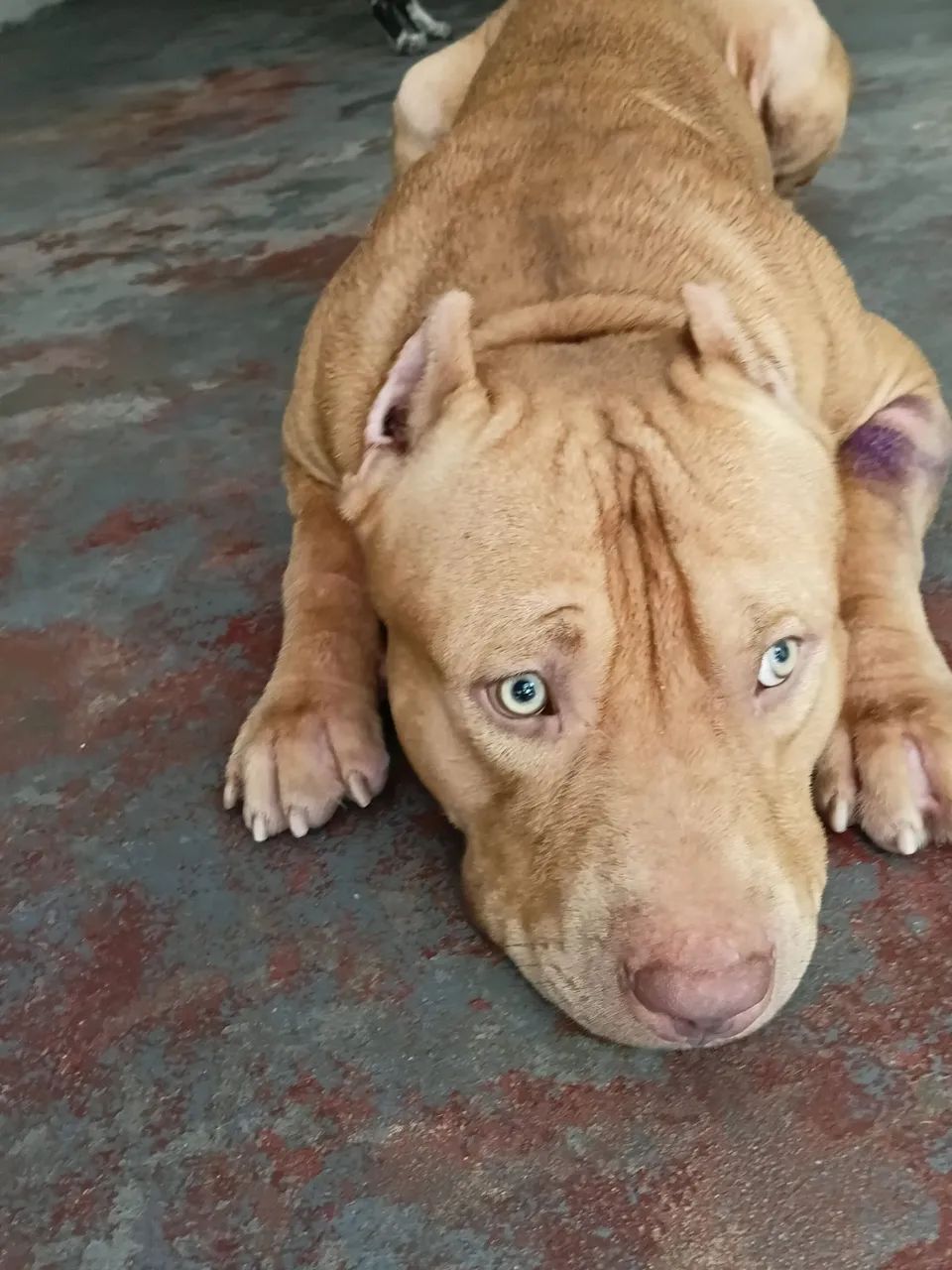 Vendo esse fitbul monstro manso  - Foto 5