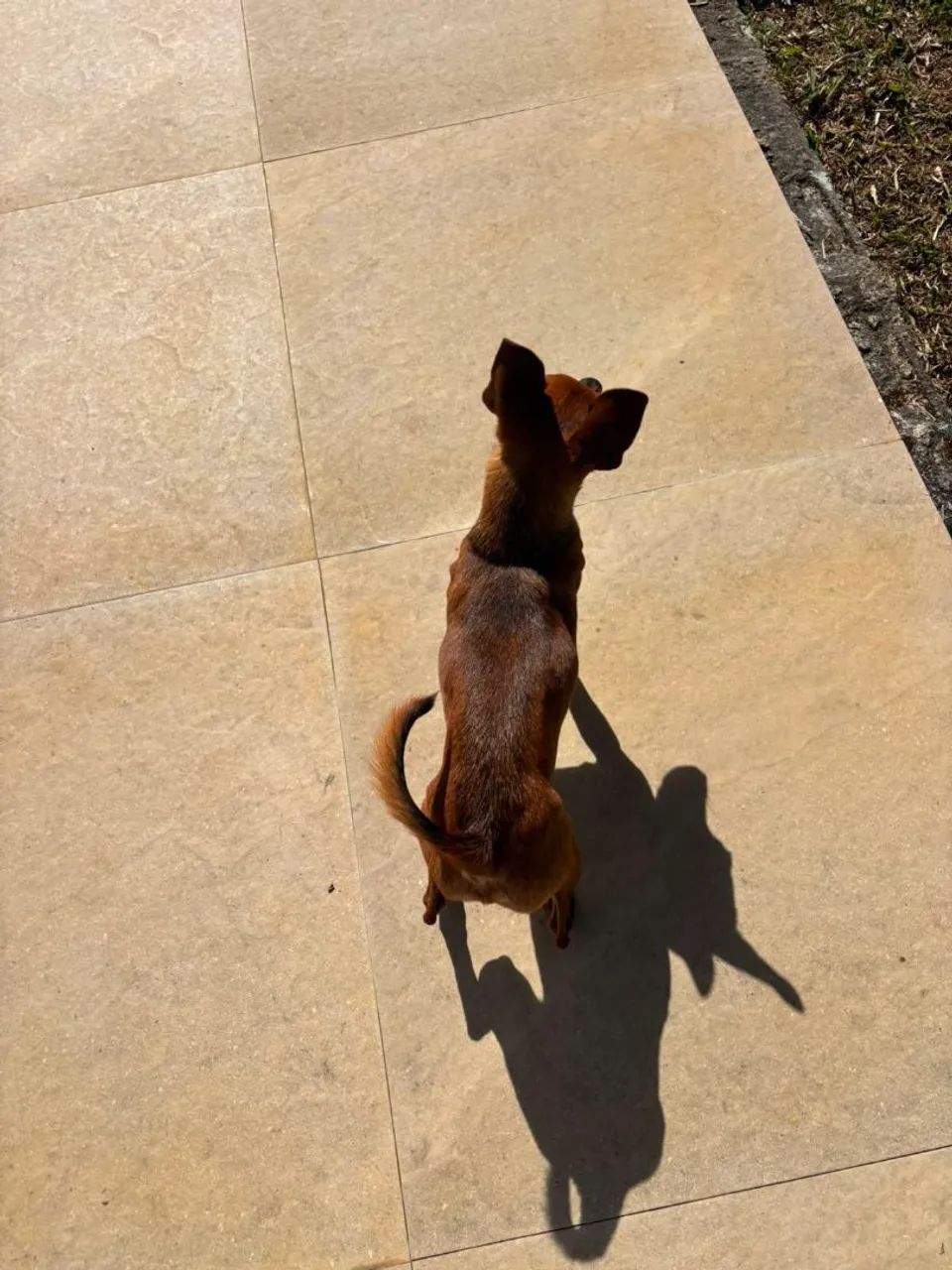 cachorro Pinscher 