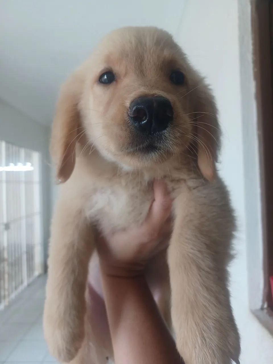 Golden Retriever  - Foto 2
