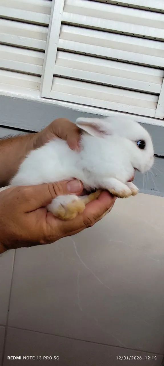 Mini coelhos da raça netwland darf 