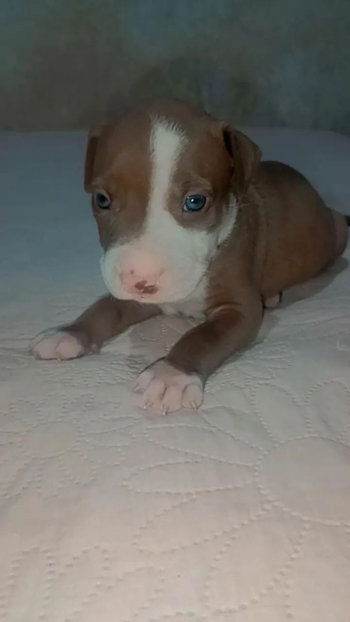Vende-se cachorro Pitbull 