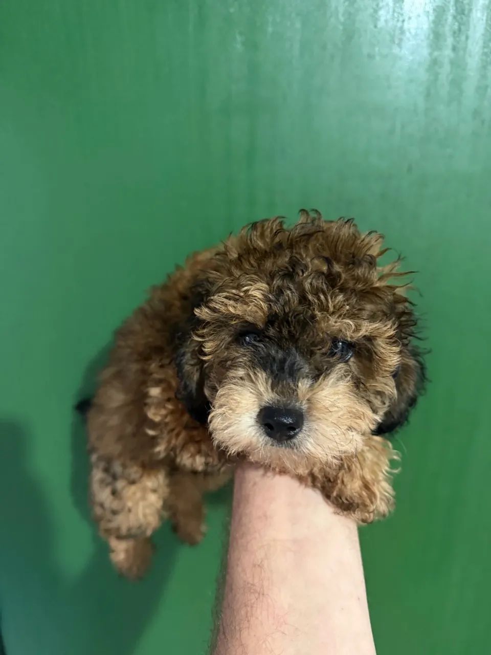Poodle machinhos - Foto 4