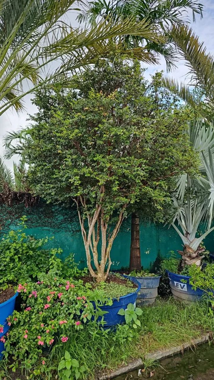 Jabuticaba  - Foto 2
