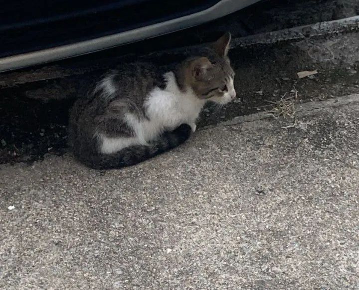 Gatinho filhote para adoção 