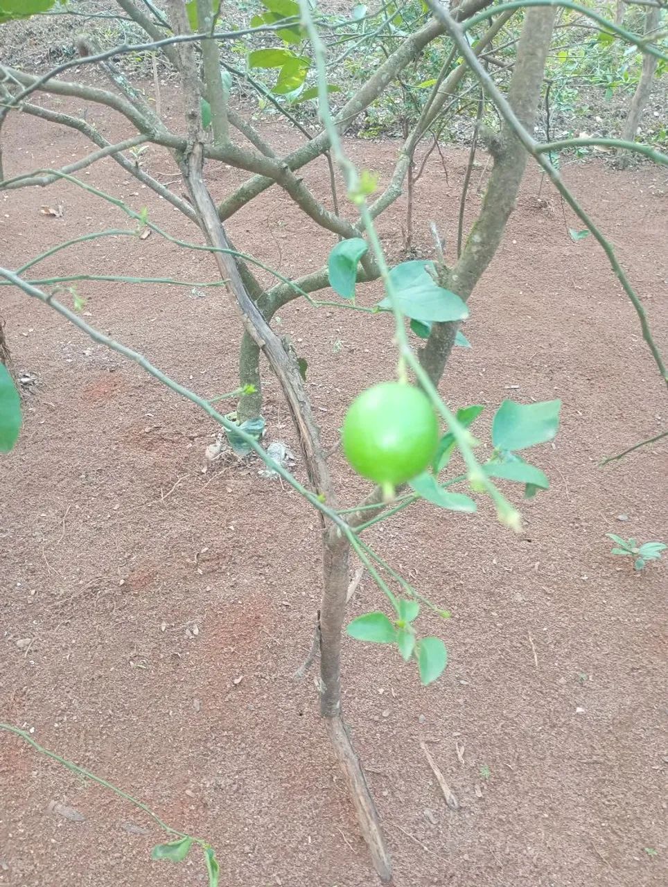 Chácara em Divinópolis/ troco  - Foto 4