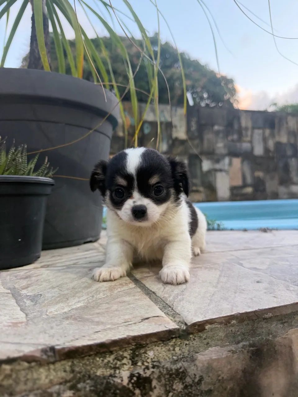 Chihuahua 