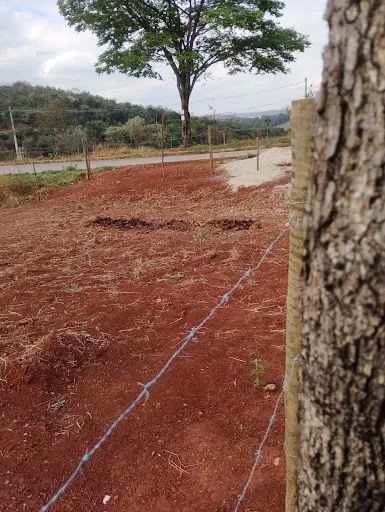 Lote barato em Igarape - Foto 4