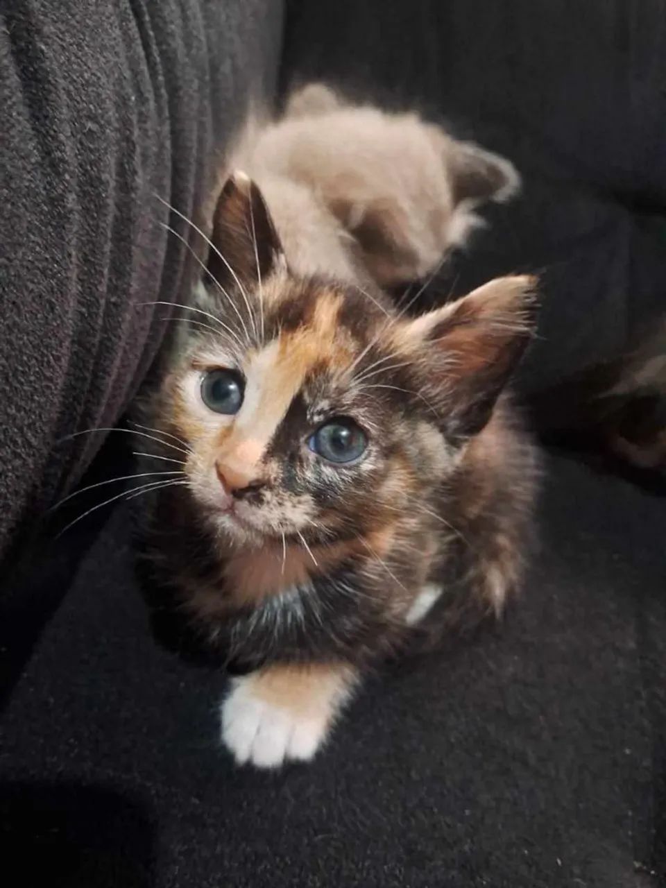 Gatinha para adoção 3 meses - Foto 2