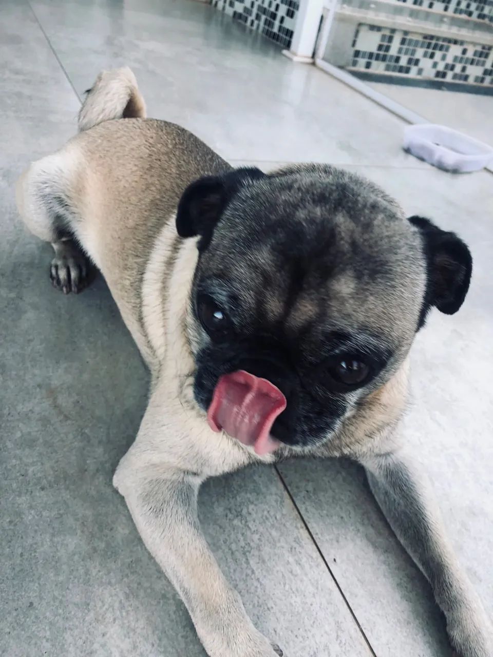Pug macho 