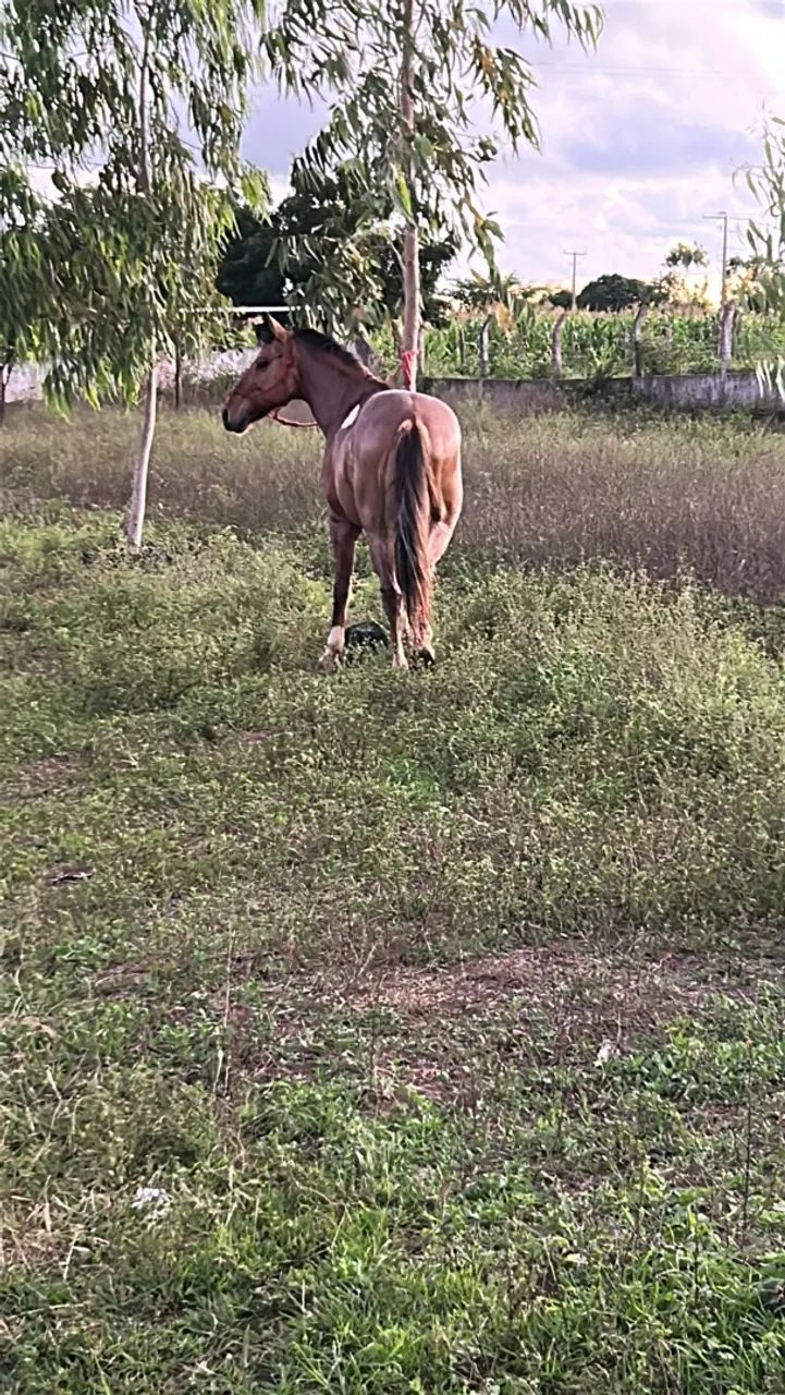 Cavalo  - Foto 5
