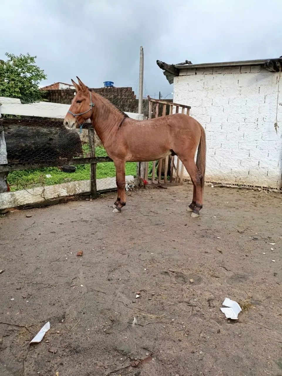 Burro  - Foto 3