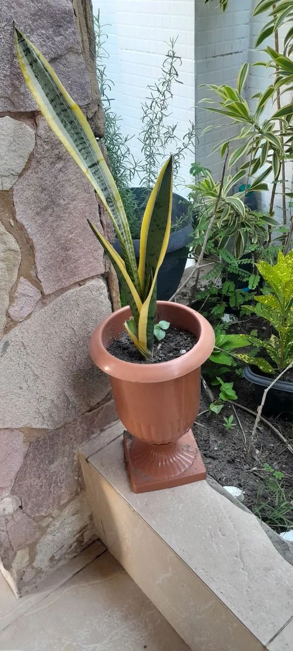 Planta lança de São Jorge no vaso calice 