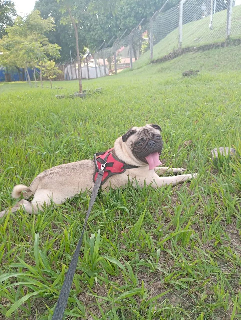 Cachorro 