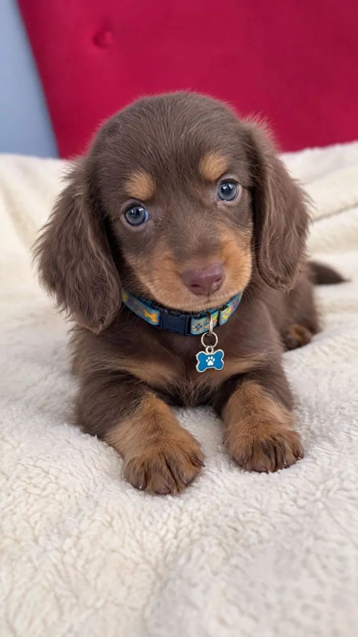 Pelo Longo - Dachshund - Cofap  - Foto 3