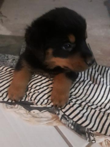 Rottweiler