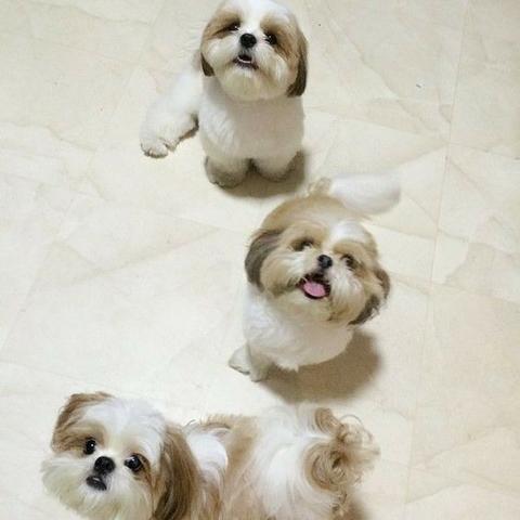 Shih Tzu Lindos filhotes a pronta entrega, 15 anos de trabalho (11)9.6842.5101
