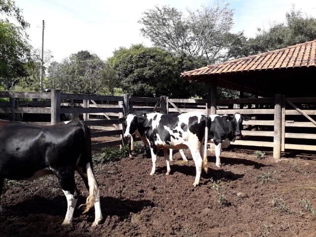 Fazenda à venda ou troca R$ 12 mil o Hectare- Zona Rural - Luziânia/GO - Foto 15