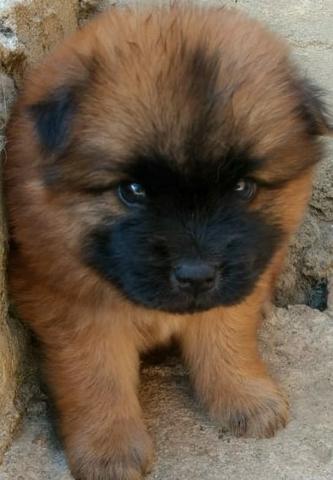 Filhotes de Chow Chow - Foto 5