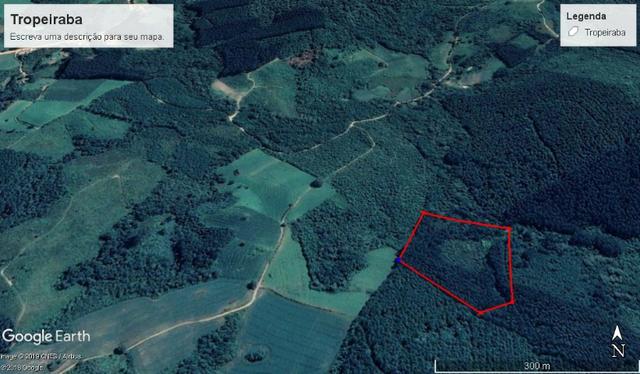 Área / Terreno Rural com Eucalipto / 1 alqueire e meio