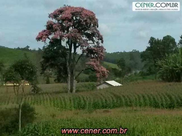 1620/Extraordinária fazenda de 220 ha com 2.000 l/leite dia de porteira fechada - oport - Foto 2