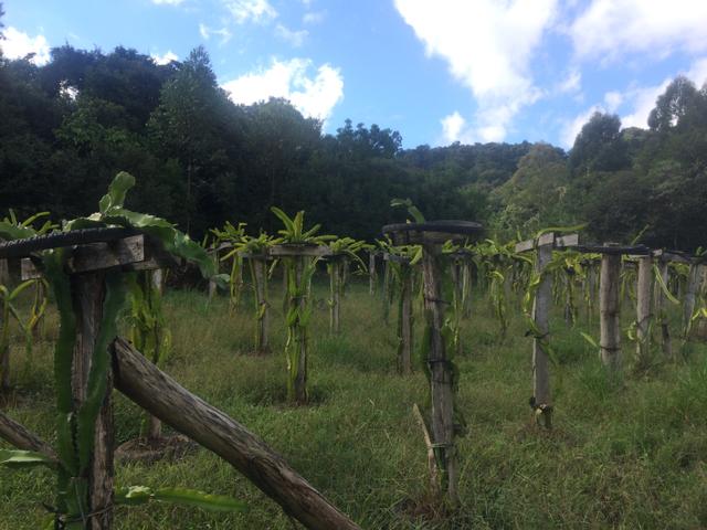 Mudas de Pitaia - Foto 3