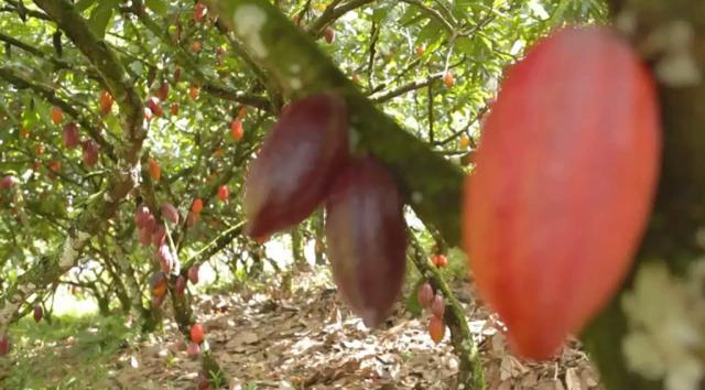 Fazenda de Cacau, Látex e Mogno no Brasil - Cidade Ituberá-BA - Foto 14
