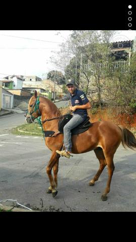 Garanhão árabe 4anos e 6 meses - Foto 3