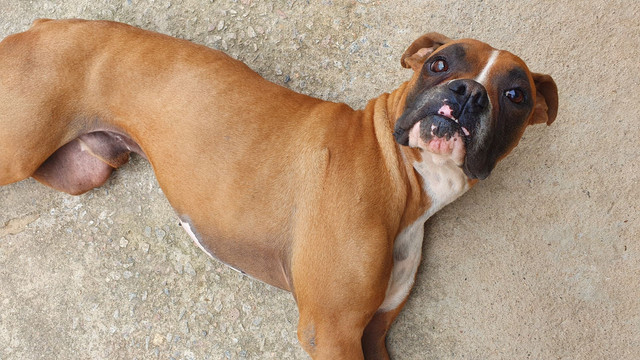 Boxer .Procuro namorada boxer